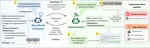 EXPERIGEN: Accelerating Social Science Research via Agentic Hypothesization and Experimentation